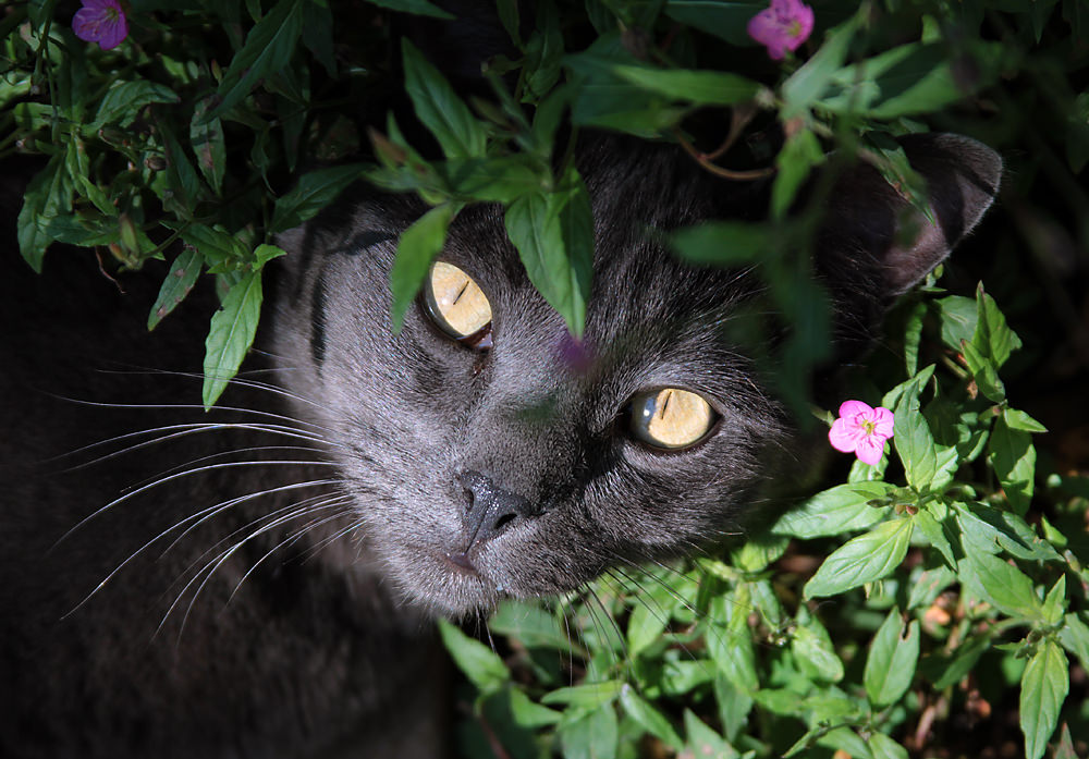 Smokey the Melville Cat, in the flowers