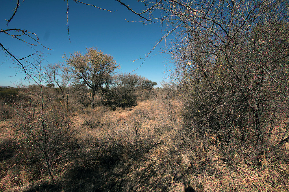 The “bathroom” at OppiKoppi (aka the bush).