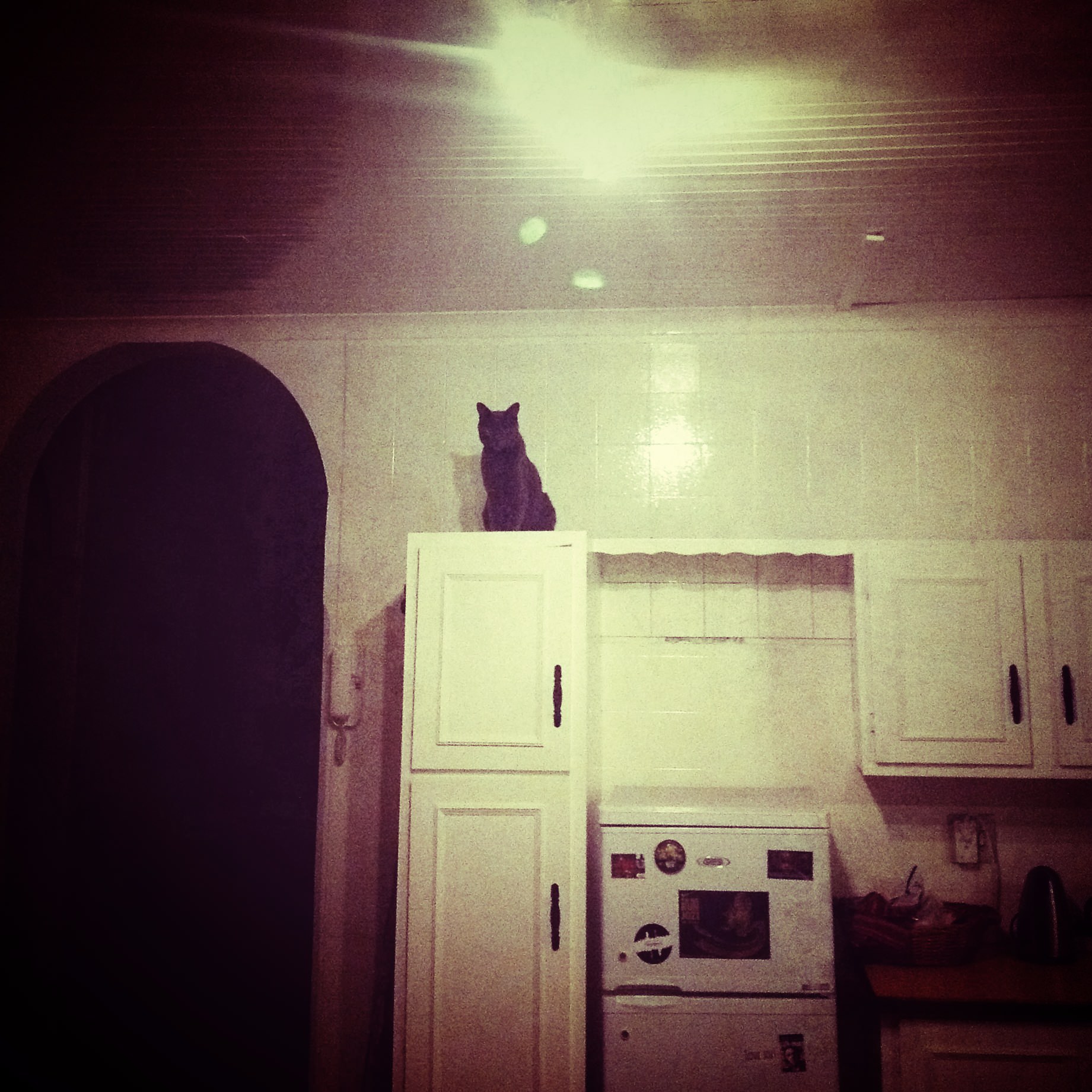 cat on cabinet