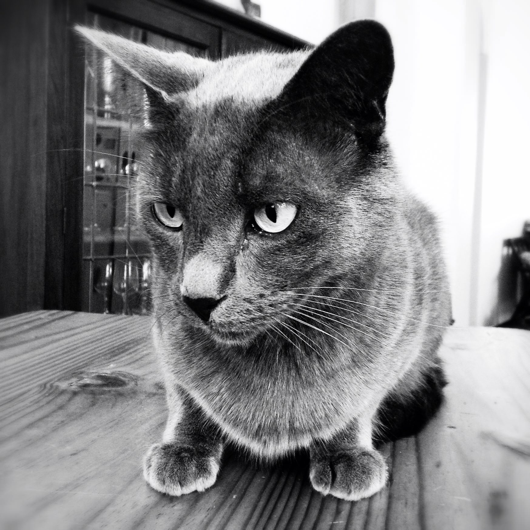 melville cat on table