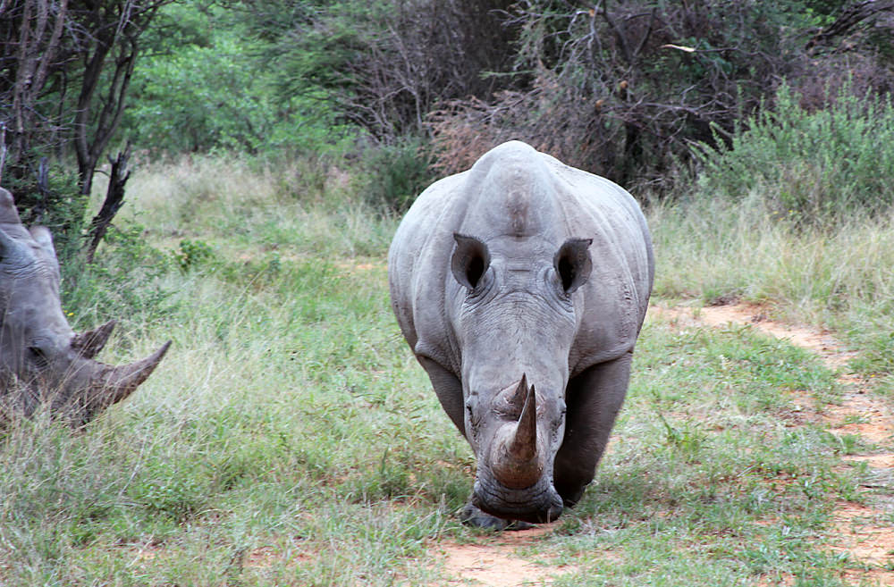 2rhino approaching