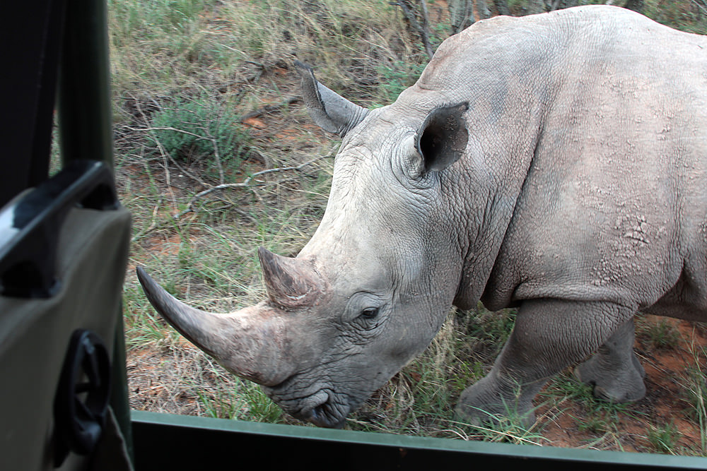 6rhino next to truck