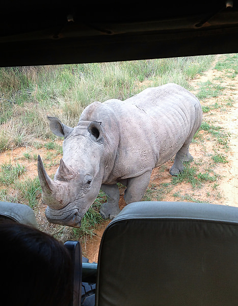 7rhino behind truck