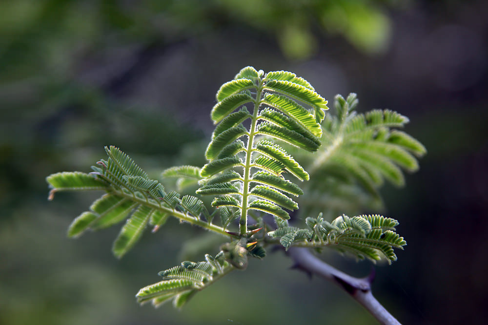 acacia leaves