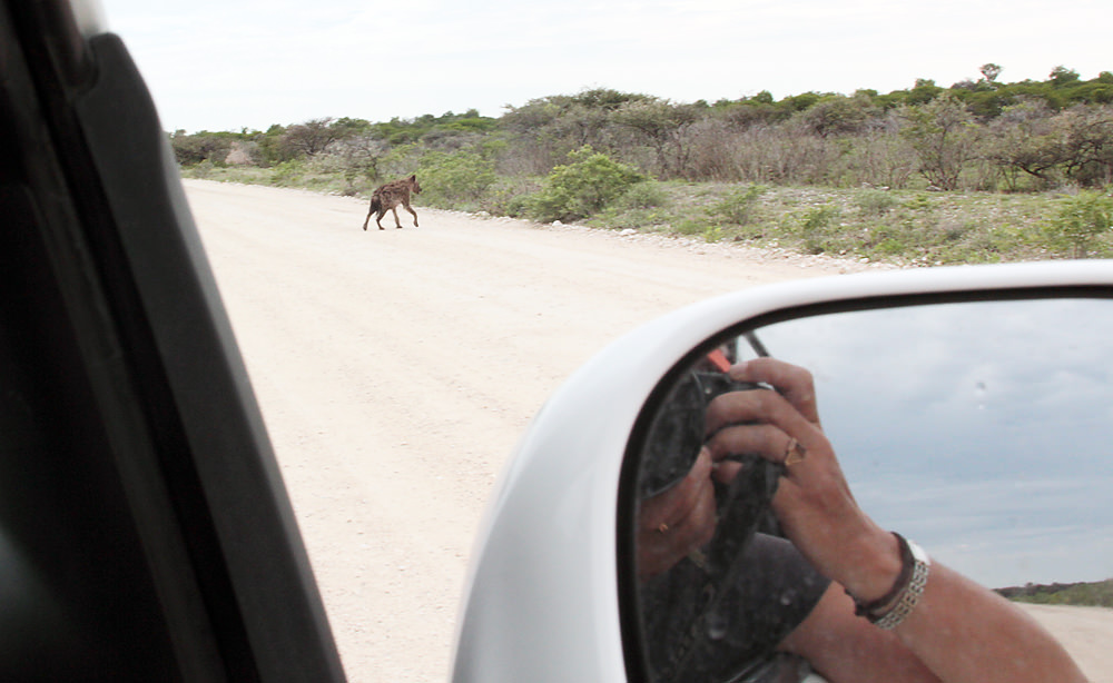 hyena crossing3