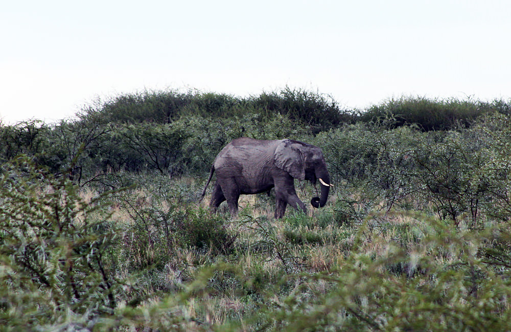 lone elephant