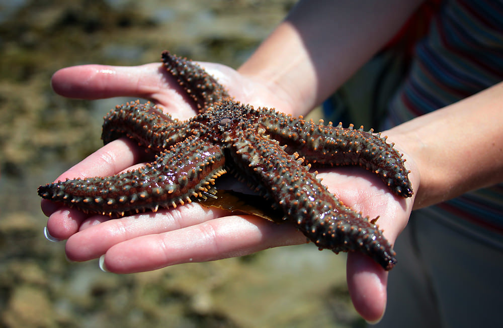 holding starfish