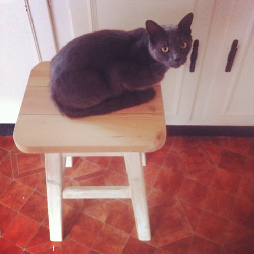 cat on stool