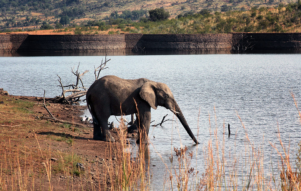 elephant drinking