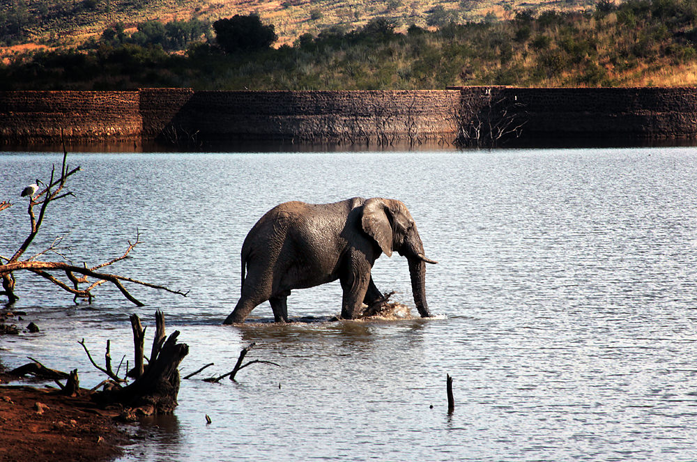 elephant wading