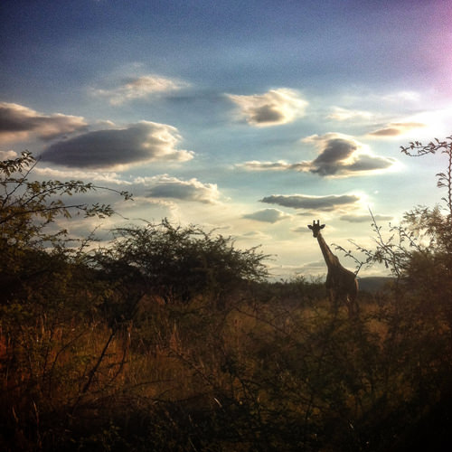 giraffe sunset