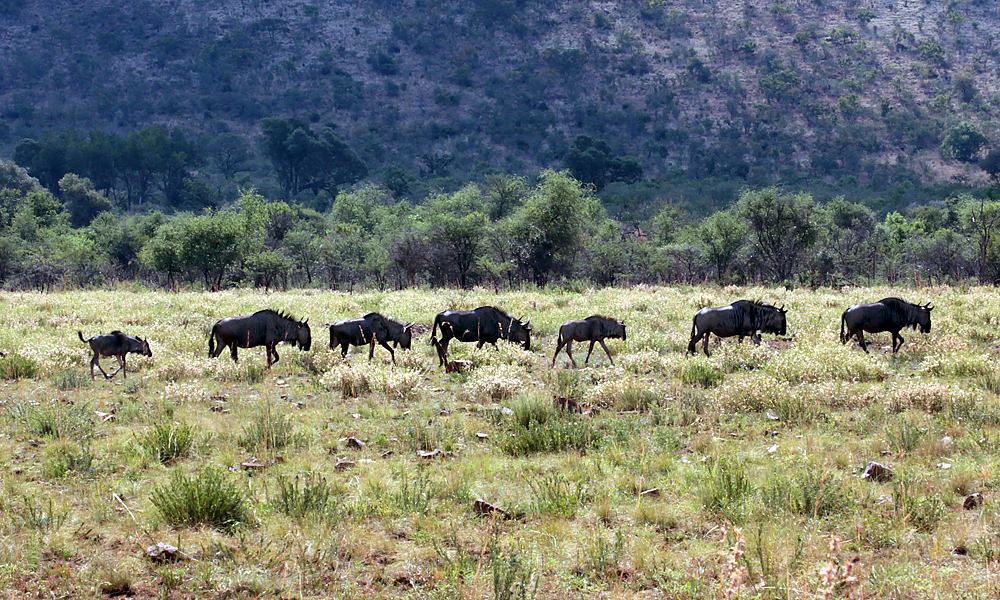 wildebeest line