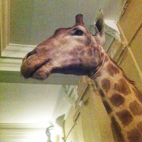 Rand Club giraffe
