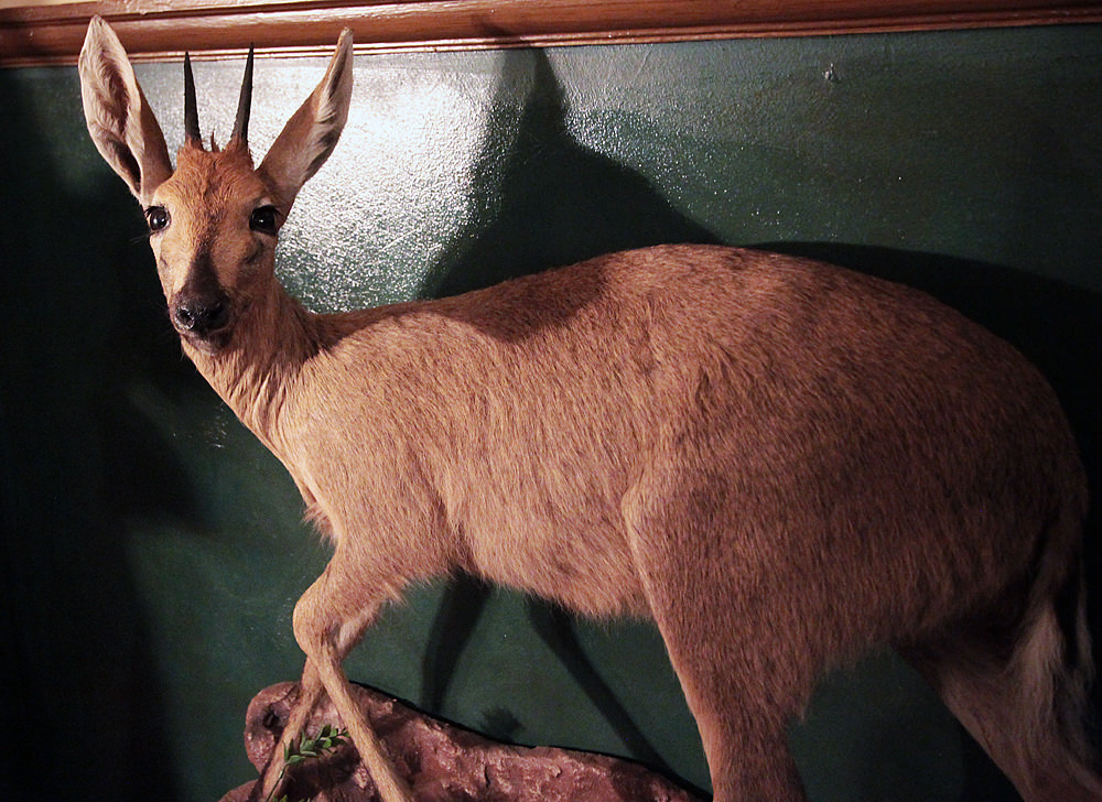 steenbok