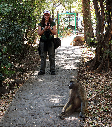 Baboon pic from michelle