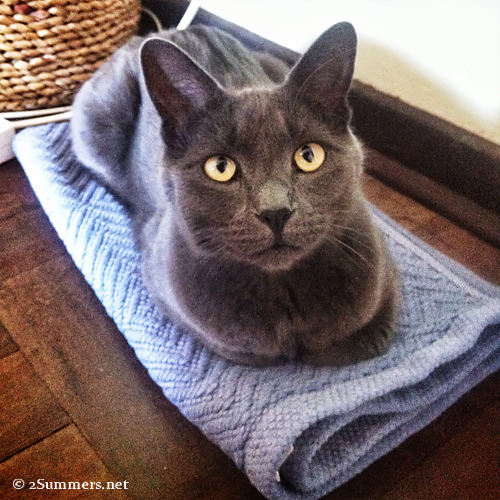 cat on mat