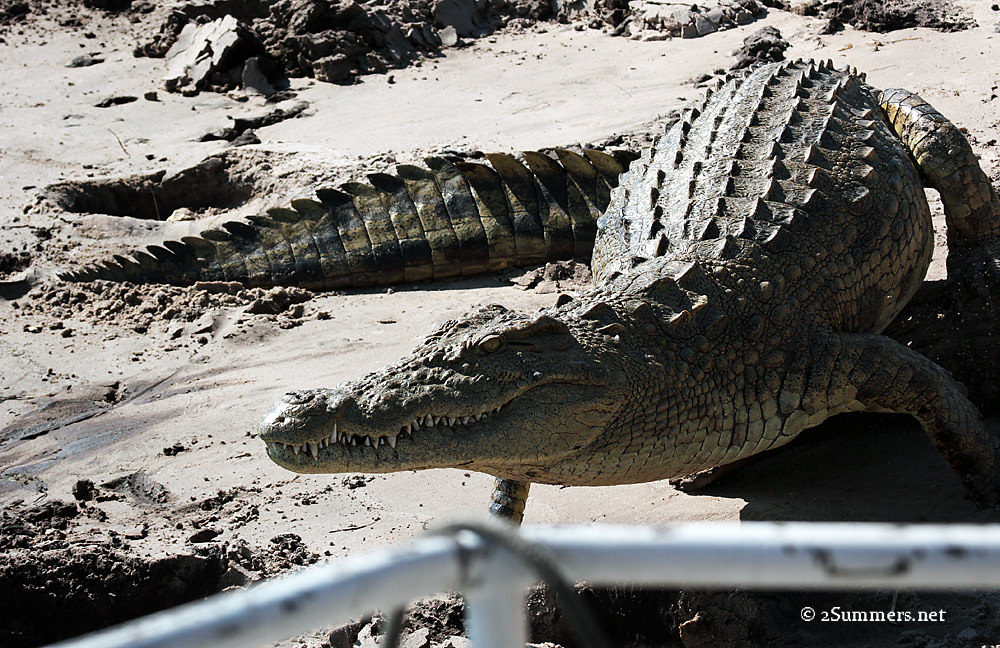 Croc by boat