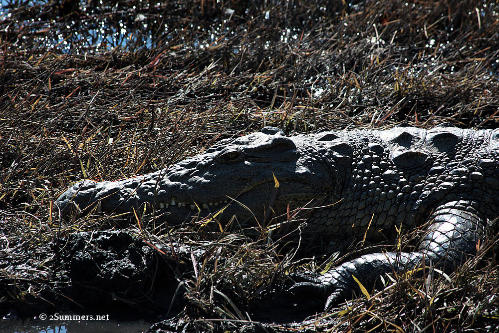 Croc closeup