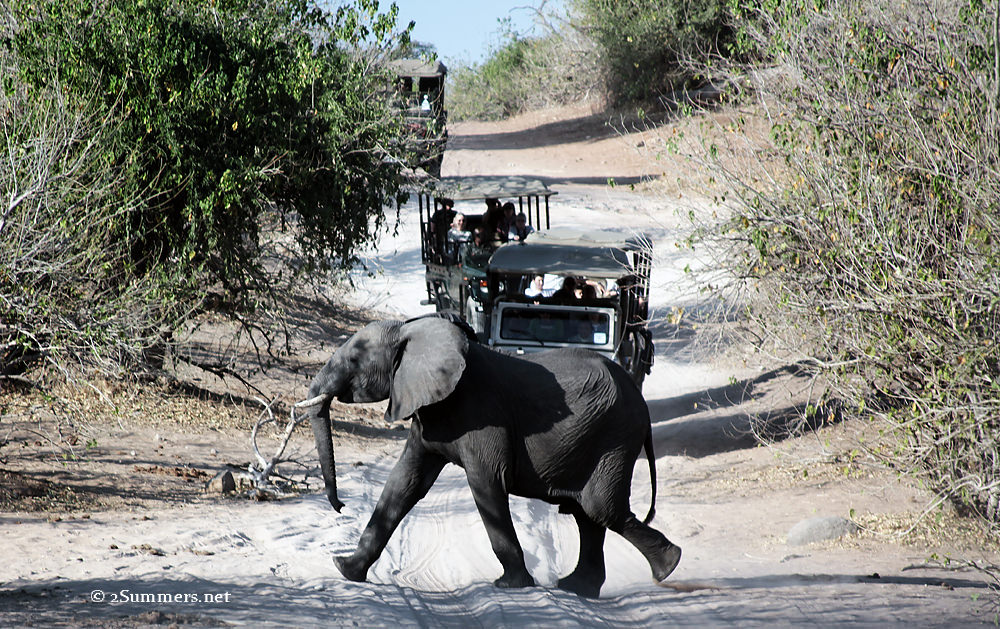 Elephant crossing