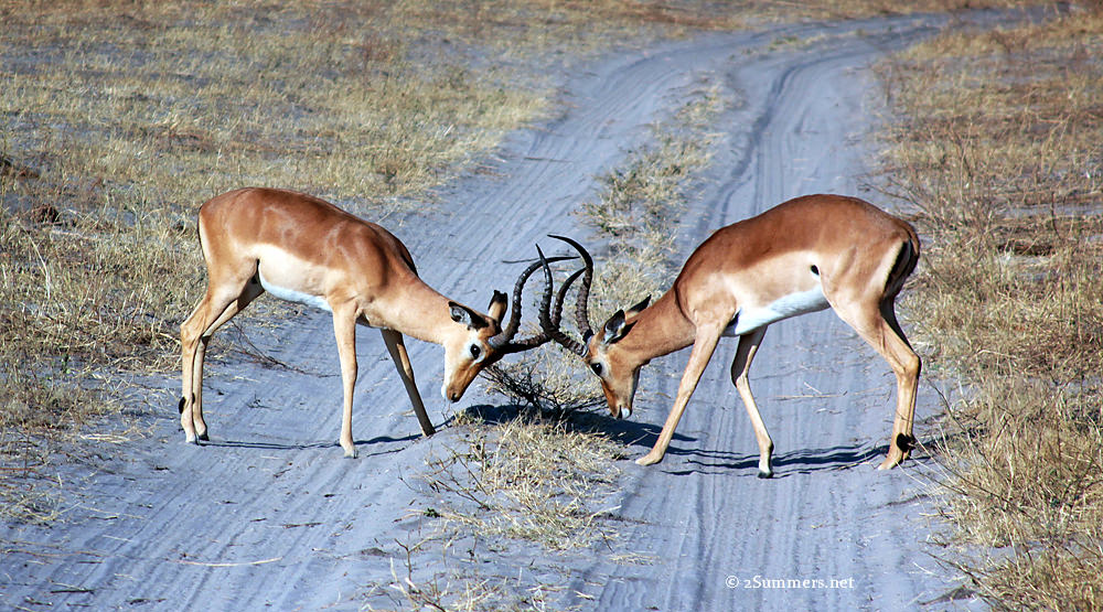Impala fight