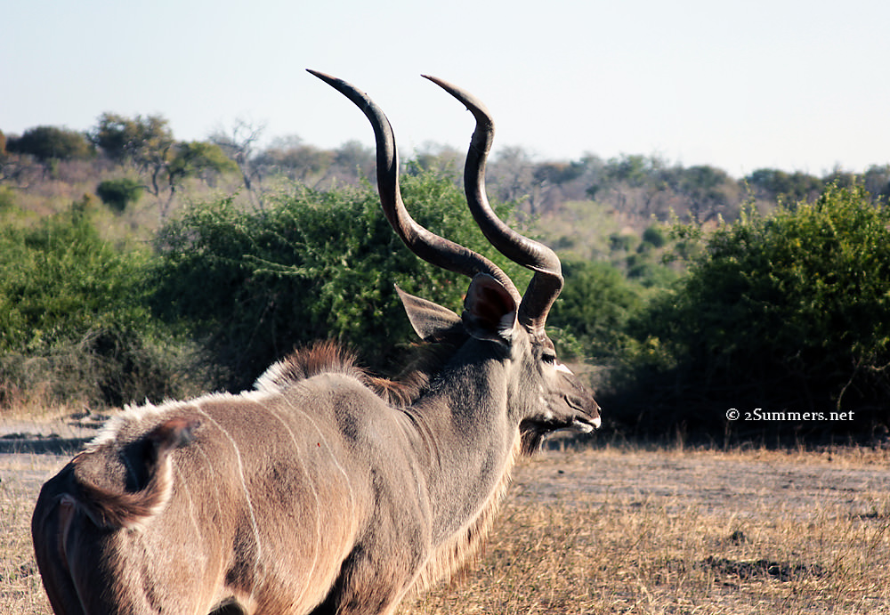 Kudu