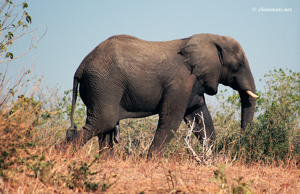 Male elephant
