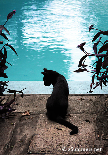 Cat at pool