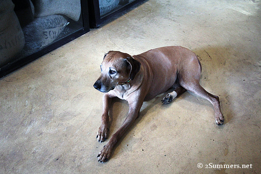 Casalinga - Green Bean dog