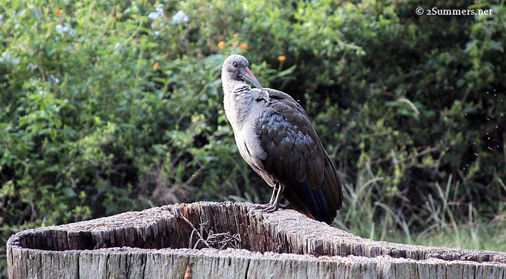 Hadeda at Rietfontein