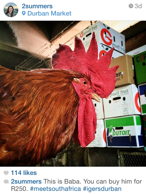 Instagram09 Baba the Rooster