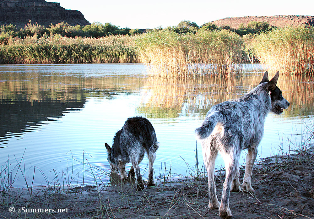 Orange River and dogs