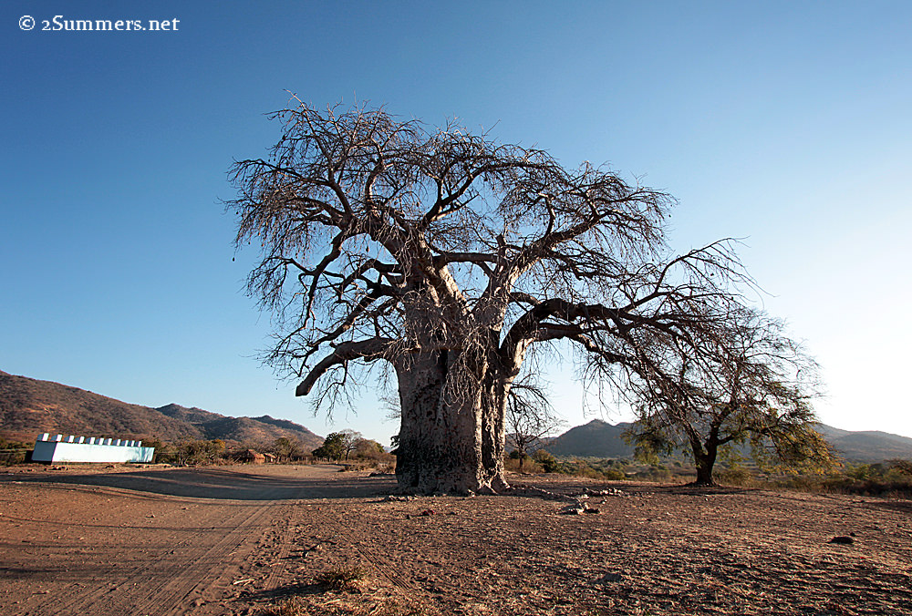 Late afternoon baobab small