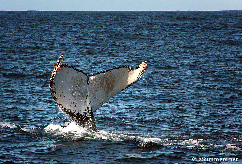 Whale tail2
