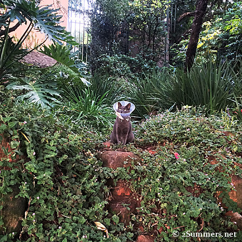 The Melville Cat with a conehead