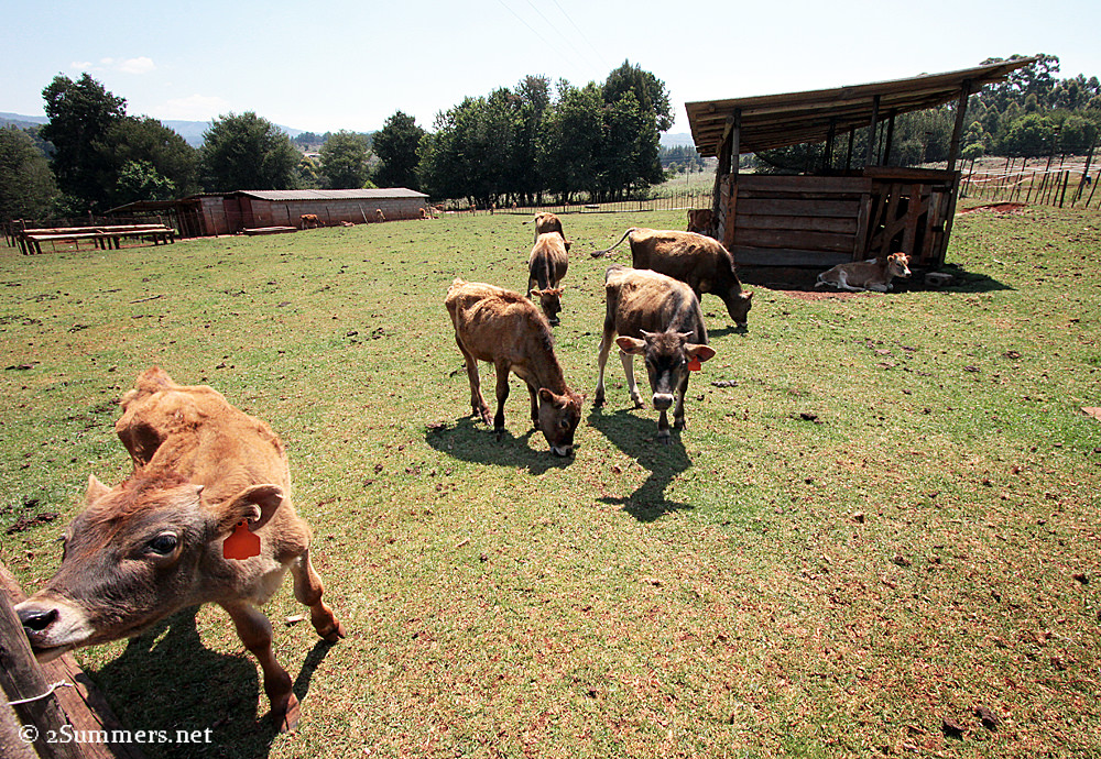 Calves in field