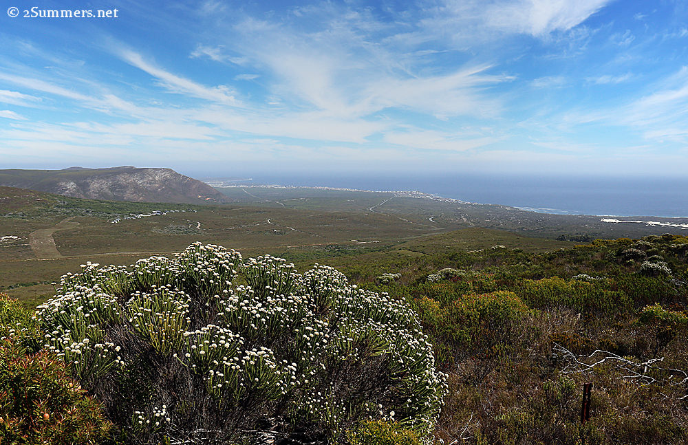 Grootbos view