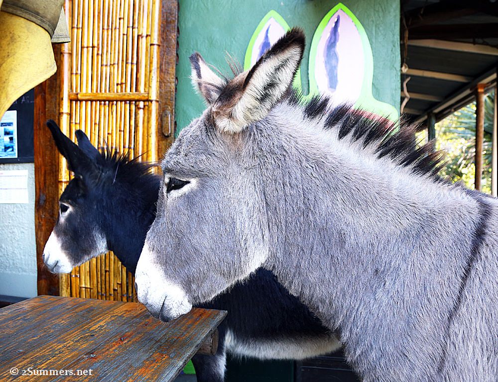 Donkeyzile-and-Charlie