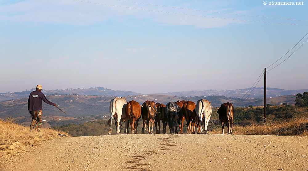 Herding cows in the Transkei