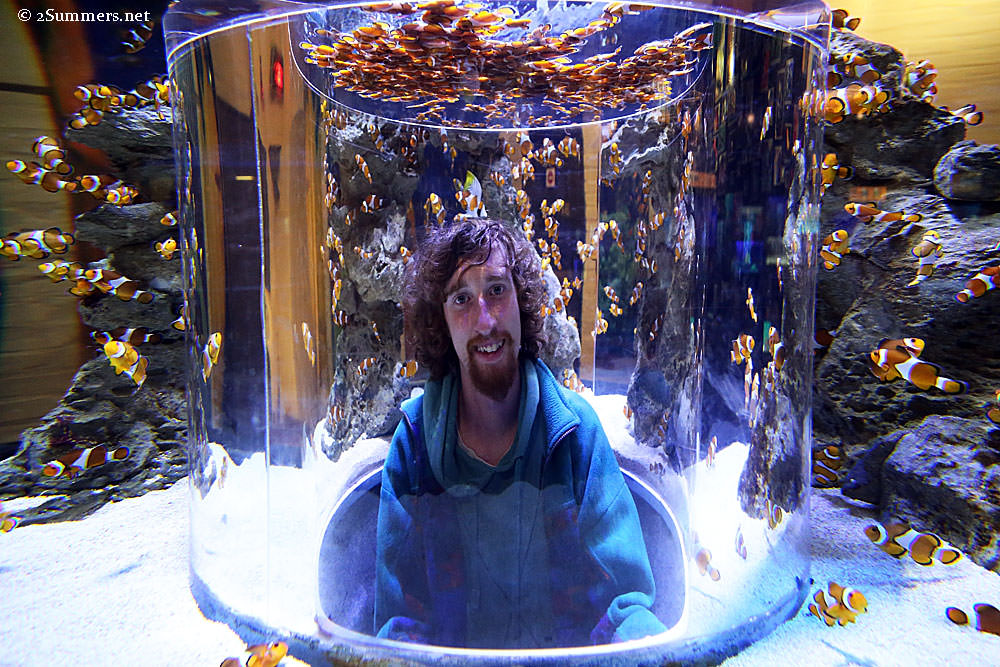 Ray-in-fish-tank