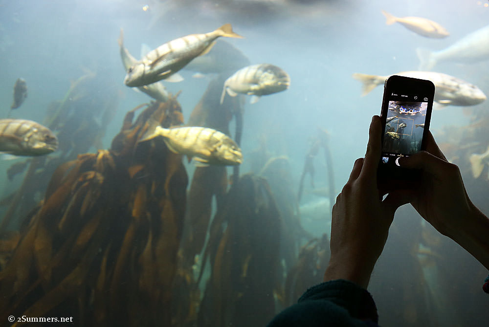 iPhone-and-fish