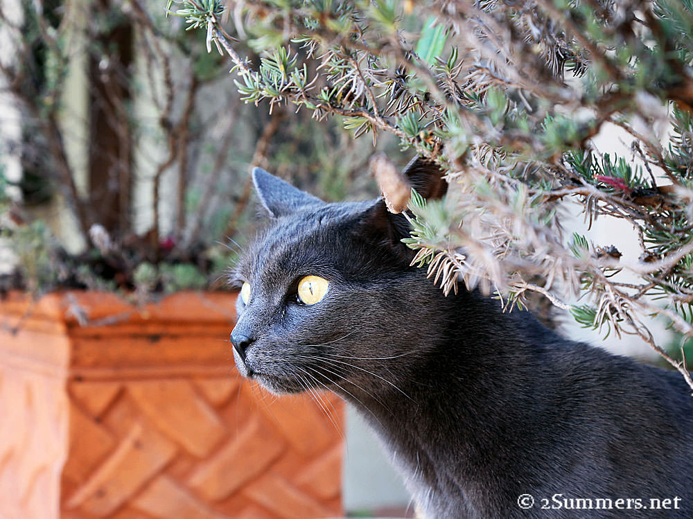 Smokey-1st-time-outside