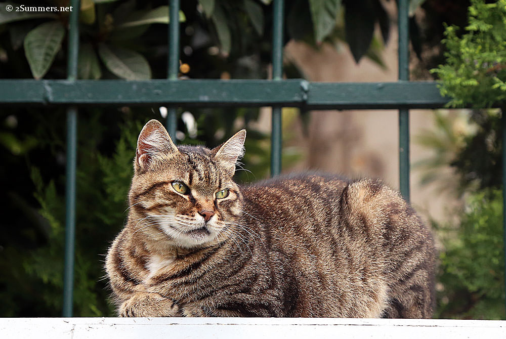 Istanbul-cat