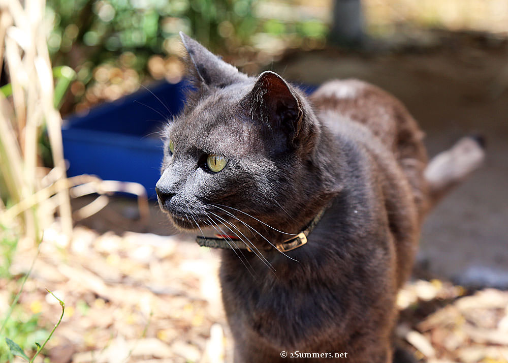 Smokey-at-Cattery