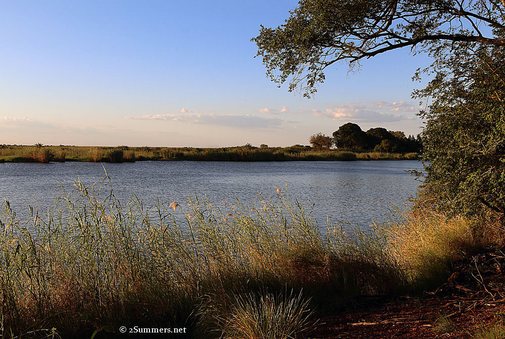 Chobe-River-and-tree