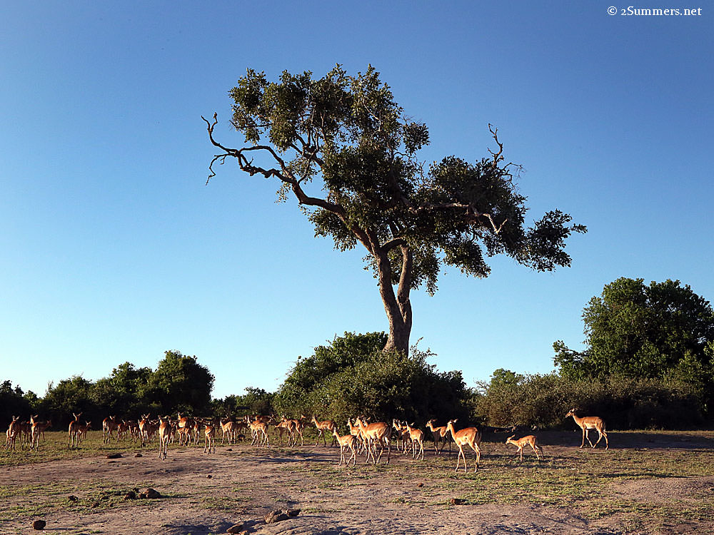 Impala-and-tree