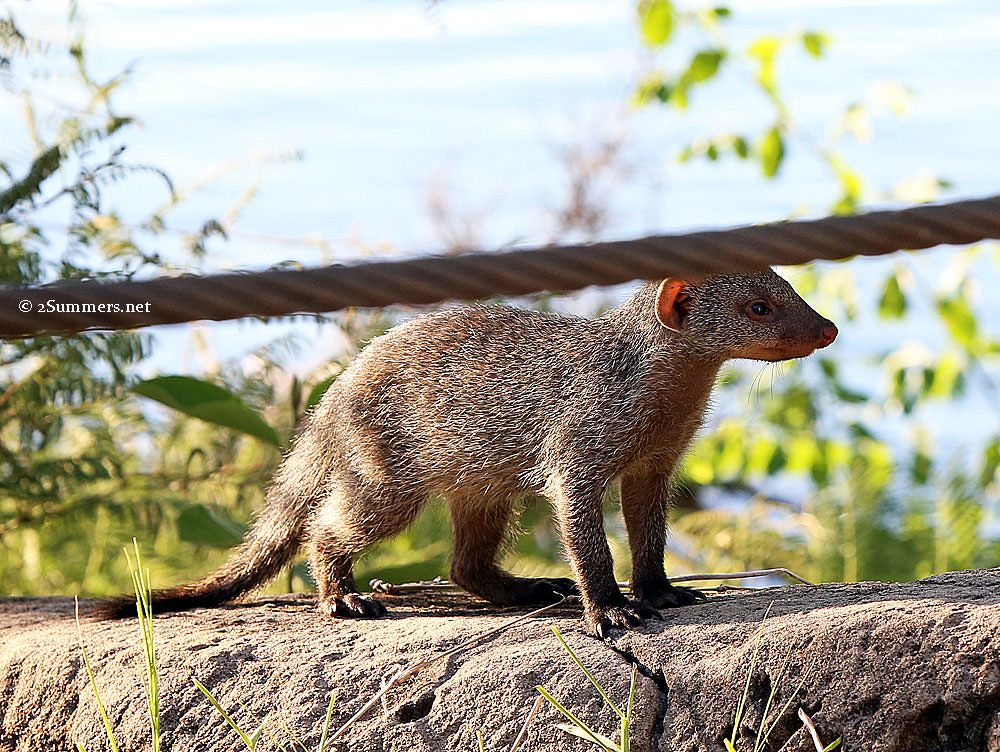 Mongoose-and-wall