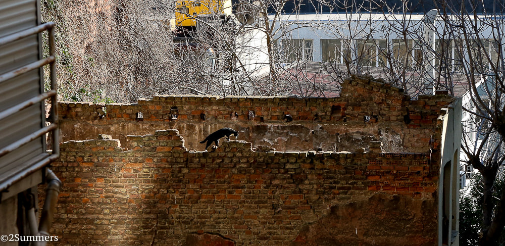 Istanbul cats-2-4