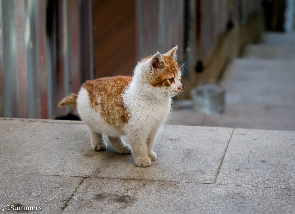 Istanbul cats-8420