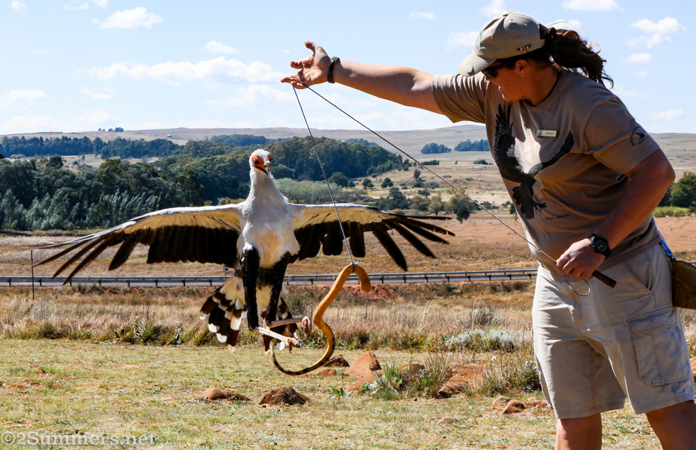 Secretary bird and Magdali at Dullstroom Bird of Prey Centre