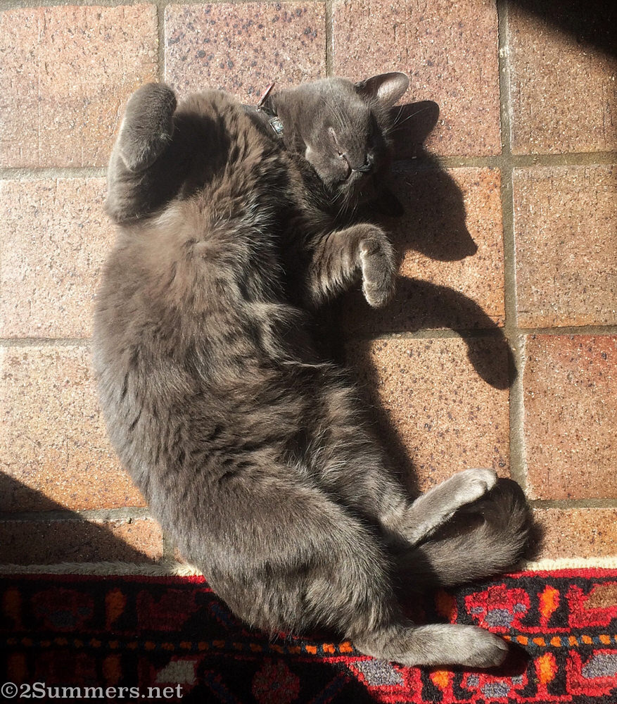 Smokey the Melville Cat belly-up in the sun